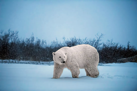 Such intimate polar bear tourism, as the author points out, hasn't yet caught on but has great potential. However, it must be strictly monitored and sustainable so it can benefit wildlife conservation.
