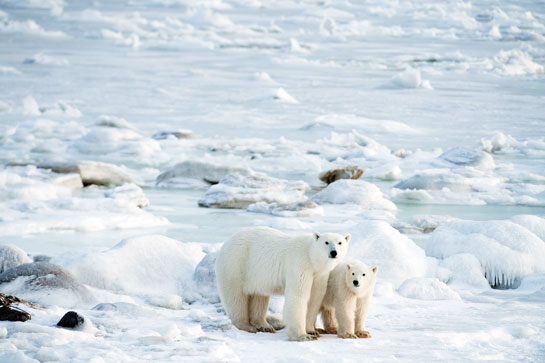 The exemplary diversity of wildlife along Canada's Hudson Bay includes a population of almost 800 polar bears and more than 500,000 of their staple prey, the ringed seals.