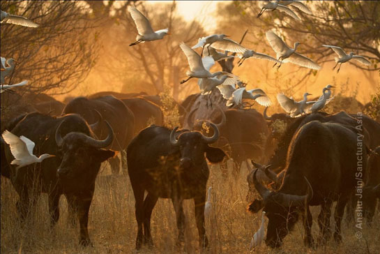 &acirc;Backlit egrets fluttering down around a buffalo herd present an unforgettable image; Vumbura Plains, Okavango, Botswana.