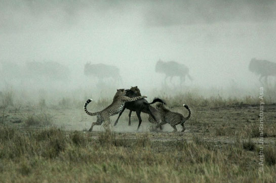 &acirc;A coalition of three male cheetahs bring down a young wildebeest; Masai Mara, Kenya.