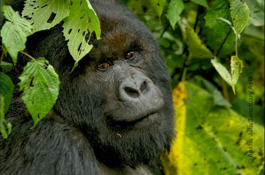 &acirc;An expressive young silverback framed by his verdant forest; Parc National des Volcans, Sabyinyo, Rwanda.