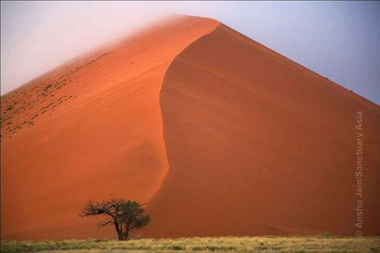 &acirc;First light, 5 a.m., red sand dunes and early morning mist off the Atlantic; Sossusvlei, Namib Desert, Namibia.