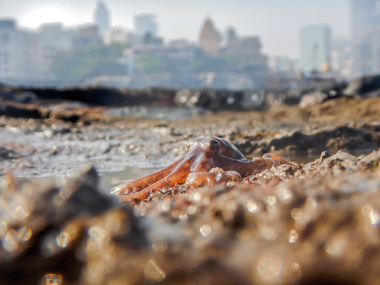 This master of camouflage is rarely seen in the intertidal zone but is still very much there. At times all you would see is an arm sticking out from under a rock but if you're lucky, you could see one out in the open, as seen here, or even see a protective mother clutching her eggs. The proximity of creatures like this to Mumbai's skyline makes them especially vulnerable to anthropogenic threats.