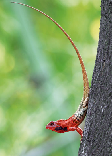 Oriental garden lizard