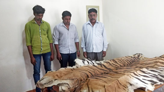 Suspected poachers with a seized tiger skin. Beyond arrests and seizures, it is an improved rate of convictions in trial courts that will really help break the illegal wildlife trade chain.