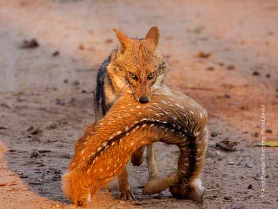 Common Indian Jackal