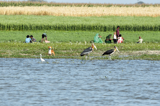 Bihar's wetlands are home to a flourishing population (right) of this endangered bird, but these vital habitats lie threatened.