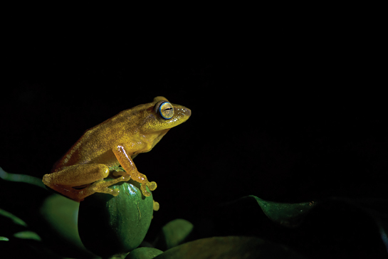 Blue-eyed bush frog