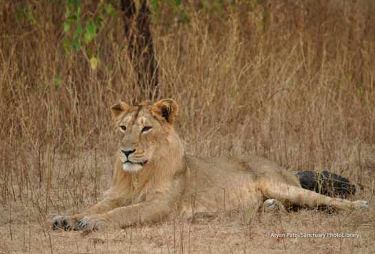 A lion lazes in Gir National park in Gujarat.