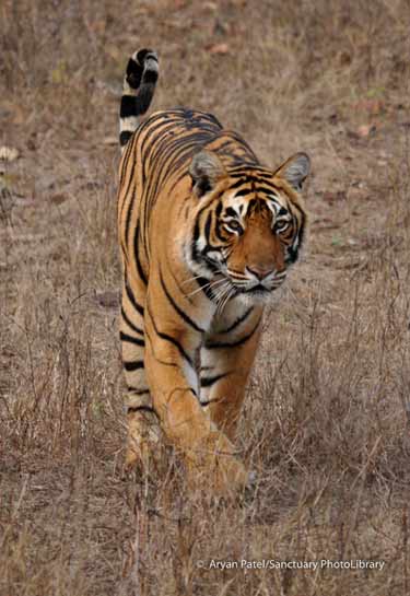The tiger T64 near Rajbagh lake in the Ranthambhore Tiger Reserve. The tiger T64 near Rajbagh lake in the Ranthambhore Tiger Reserve.