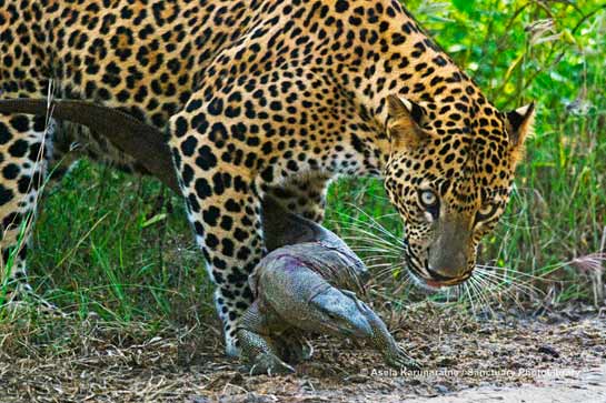 Leopard