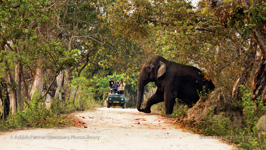 Forest etiquette demands that wild animals be respected and given space by tourists. Here, an elephant is given the right of way in Kaziranga National Park.