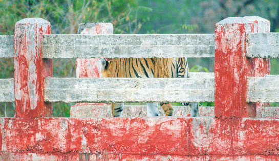 The author was witness to T-8 crossing a bridge constructed across the Ghosikhurd canal by the Forest Department for the safe passage of wild animals. Well-designed passages across canals such as these are invaluable for a tigress raising cubs on her own.