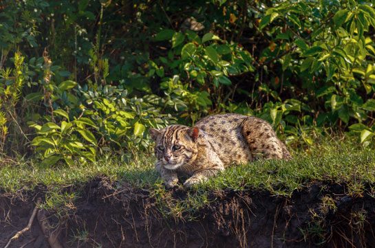 An elusive fishing cat in its typical wetland habitat in the Krishna Wildlife Sanctuary.