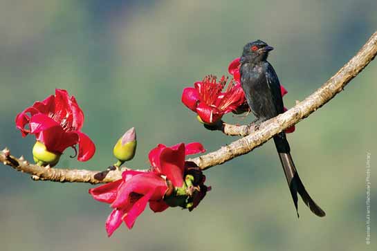 Ashy Drongo