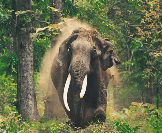 M. Venkataswamappa