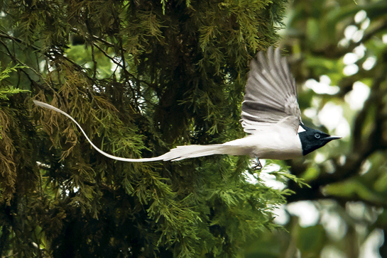 An adult male Asian Paradise-flycatcher shows off his dazzling tail feathers. The females of the species are rufous backed, while males vary in colour from rufous to white.
