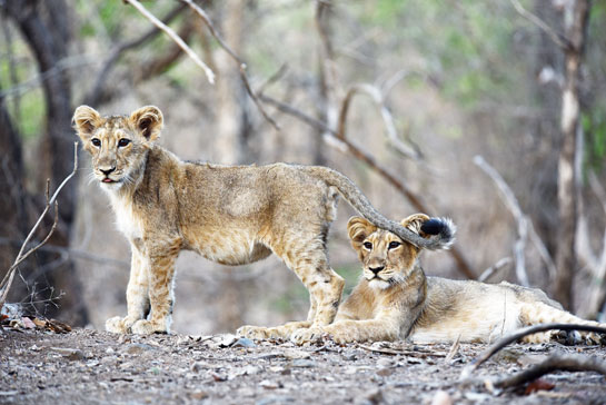 A pair of lion cubs in Saurashtra's Gir forest. In Dr. Andheria's view, &acirc;Though the numbers of many iconic species have risen.... the noose is tightening on all creatures great and small, because without expansive wildernesses to buffer climate change impacts, their long term survival is at risk.