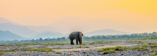 Grasslands are legitimate ecosystems that support a rich array of flora and fauna including the Asian elephant seen in the terai grasslands in Naxalbari