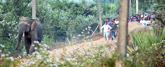 A mob of local men, brandishing sticks and throwing stones, chase a young tusker as he tries to cross a dirt path to join his herd.