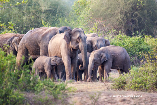 The Athgarh elephant herd comprises about 22 individual elephants, including several young calves. They are led by their matriarch, Laxmi.