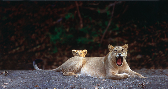 An Asiatic lioness with her cub at the Gir Wildlife Sanctuary.