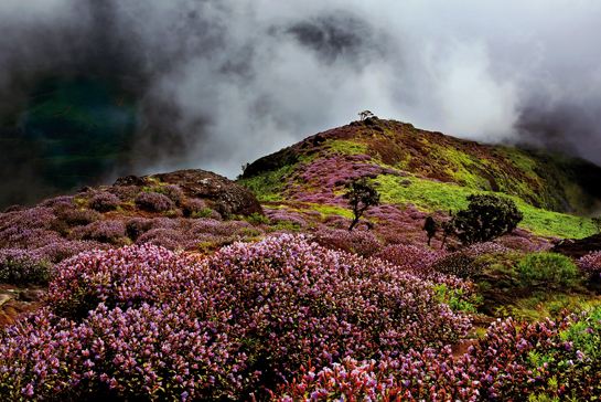 The Neelakurinji flower, once found all across the southern region of the Western Ghats is now only found in Munnar, Kerala as tea plantations and human settlements have encroached much of its habitat. The flower blooms no more than once in 12 years, draping vast landscapes with its purplish blue hue. The shrinking habitat of this floral wonder is one of many examples that reiterate the need to strengthen biodiversity protection.