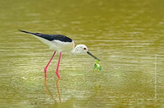 Black Winged Stilt