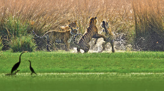If we are to save the striped cat, we must rekindle a passion in all those that genuinely serve tigers. The future lies in a partnership between the best in and out of government.