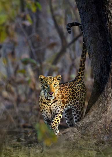 Leopards are not easy to spot in the wild, partly because of their secretive nature and also because, more so than tigers, leopards tend to gravitate to the periphery of forests - a habit that works against them since it makes them more accessible to relentless poachers.