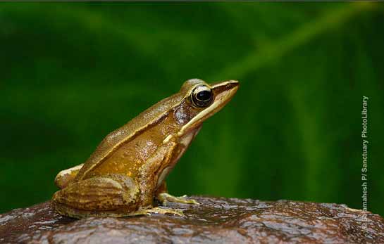 Bronze Frog