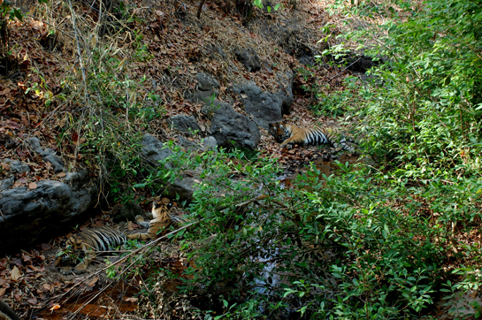 Bamera was known to be an indulgent father. Here, he watches over his cubs.
