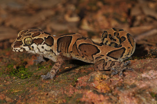 Herpetologist Ishan Agarwal named the Bangalore geckoella Cyrtodactylus srilekhae after his mother Srilekha Agarwal.