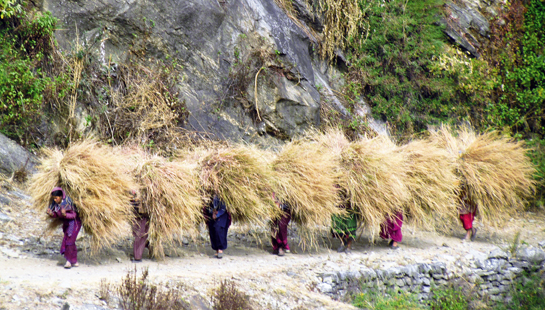 A line of village women, doubled over under the weight of their load, stream back into their village after collecting fodder from the forest.