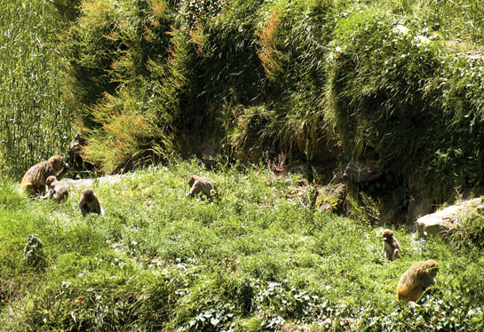 A troop of rhesus macaques raids a field. Villagers expressed much anger that these primates pick the sown seeds, young shoots and devour grains even before they can be harvested.