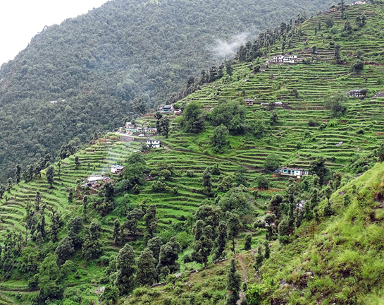 Banj trees form a significant constituent of agro-forestry systems in villages at higher elevations.