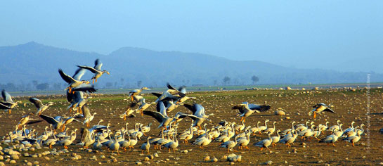 Bar-headed Geese, seen here on the shores of the Pong reservoir in Himachal Pradesh, are found in their thousands near the mountain lakes of South Asia during winter months.