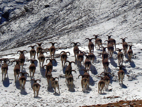 Blue sheep, like this herd, comprise a major part of the snow leopard's diet in India. These ungulates face competition from livestock for the pastures that they depend upon.