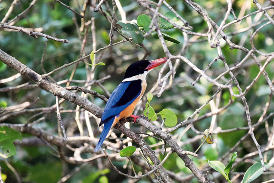 The most beautiful and the rarest. The Black-capped Kingfisher Halcyon pileata (left) is arguably one of the most beautiful kingfishers.
