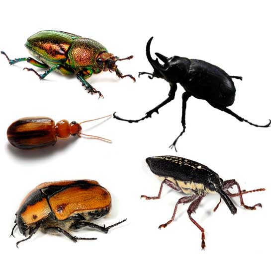 Top left to bottom right: female golden stag beetle (Lamprima aurata), rhinoceros beetle (Megasoma sp.), a species of Amblytelus, cowboy beetle (Chondropyga dorsalis), and a long nose weevil (Rhinotia hemistictus).