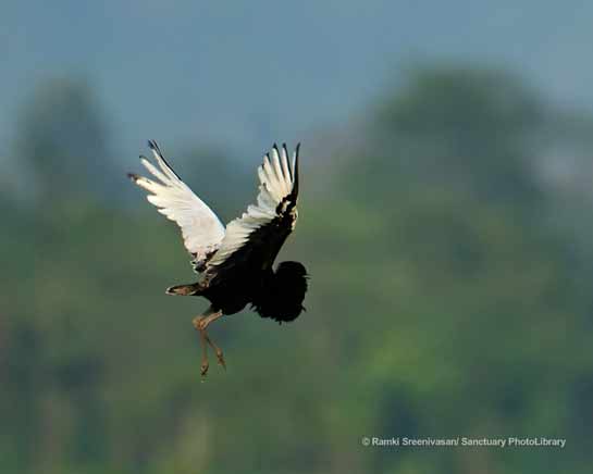 Bengal Florican