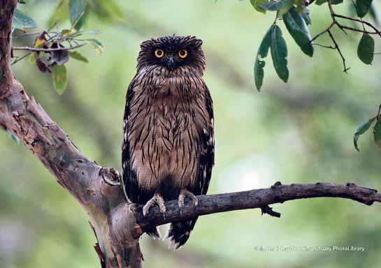 Brown Fish-owl Ketupa zeylonensis