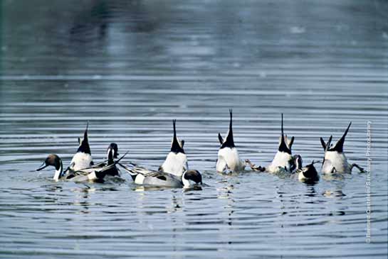 Northern Pintail