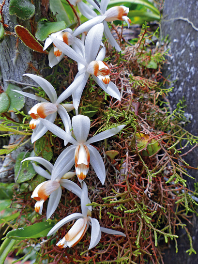 The beautiful off-white blossoms of an orchid Coelogyne swaniana, grace the headquarters of the Gunung Mulu National Park. The beautiful off-white blossoms of an orchid Coelogyne swaniana, grace the headquarters of the Gunung Mulu National Park.