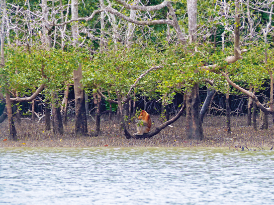 Endemic to Borneo, the proboscis monkey or the long-nosed monkey derives its name from the enormous, pendulous nose of the mature male.  Its historic range once included the whole of coastal Borneo, as well as the satellite islands of Berhala, Sebatik and Pulau Laut.