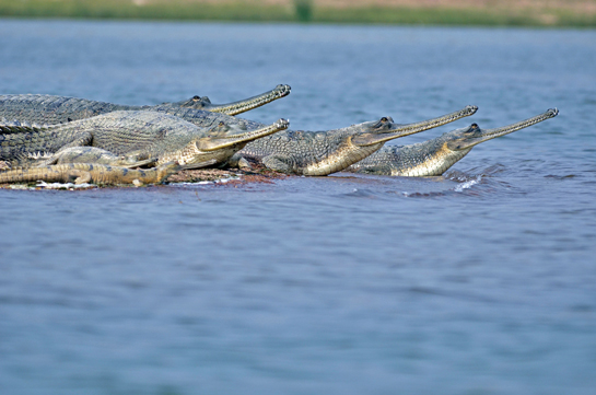 The Chambal's riverine ecosystem supports the dispersal of Ranthambhore's tigers to nearby Protected Areas and also populations of the critically endangered gharial.