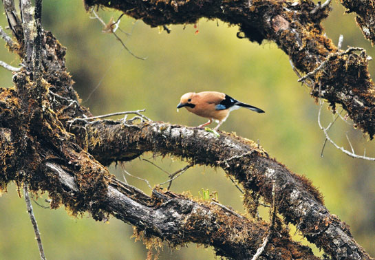 The mixed evergreen fir, cyprus, rhododendron, oak and bamboo forests make Dochu La a biodiverse haven for avians such as this Eurasian Jay.