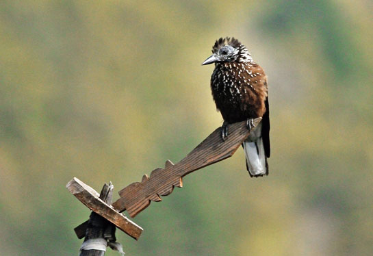 The many flag posts at Chele La serve as perching points for a host of birds including this Spotted Nutcracker.