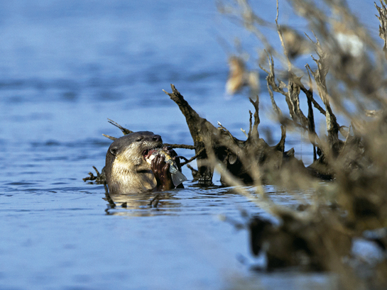 A smooth-coated otter feeds in the Cauvery river at Galibore in Karnataka. The species faces a wide range of threats including poaching, dynamite fishing, over-fishing and habitat destruction.