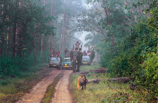 A sympathetic government policy is required that promotes and encourages sustainable wildlife tourism over a larger landscape. By spreading the area of wildlife tourism, not only would more communities benefit, but also the pressure on existing reserves could be reduced.